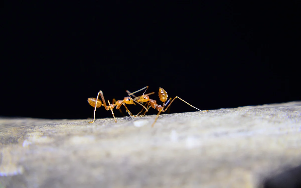 Ant