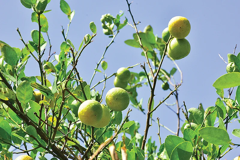 எலுமிச்சை