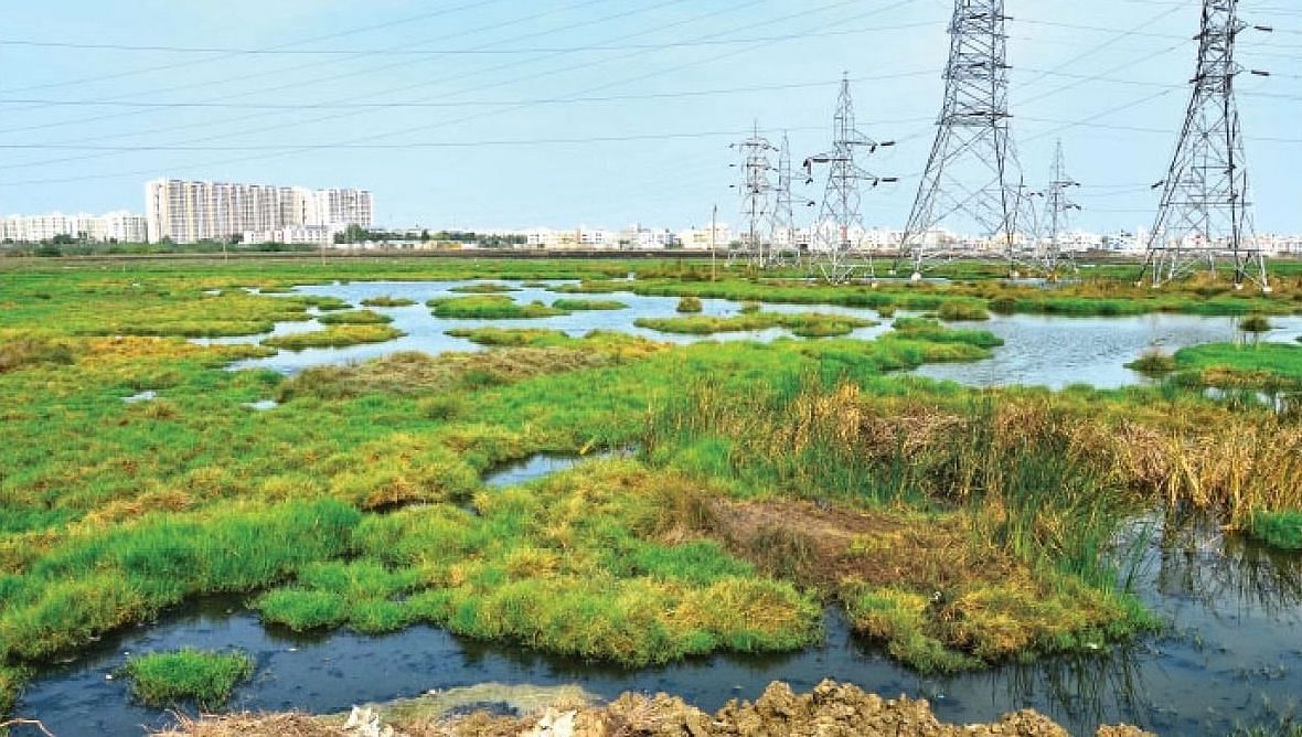 பள்ளிக்கரணை சதுப்பு நிலம்