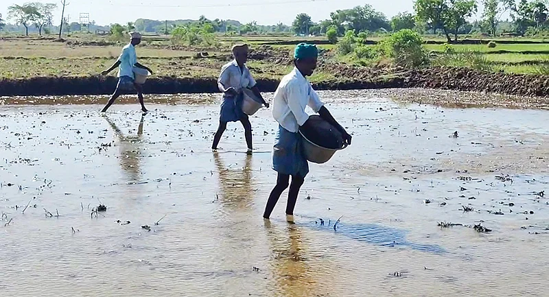 நேரடி நெல் விதைப்பு
