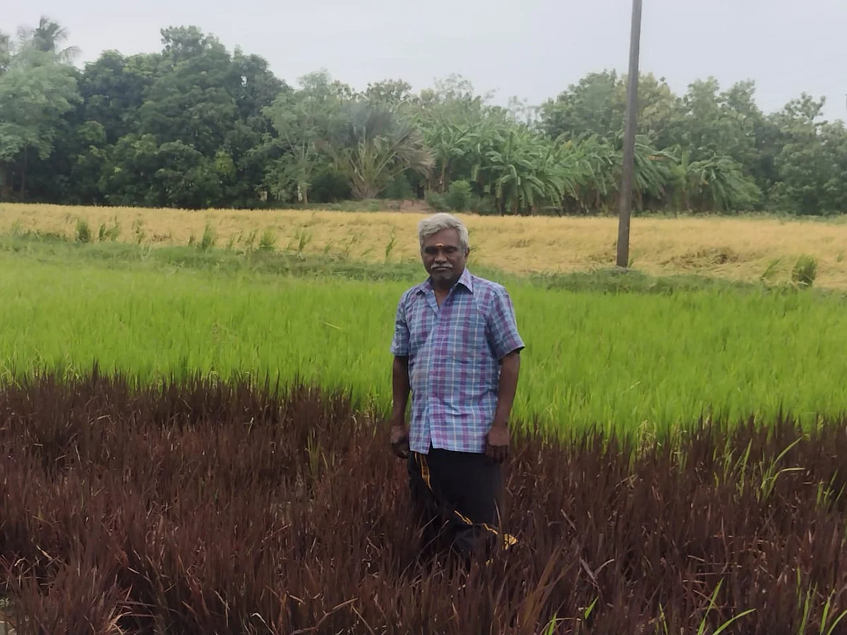 இயற்கை விவசாயி இளங்கோவன்