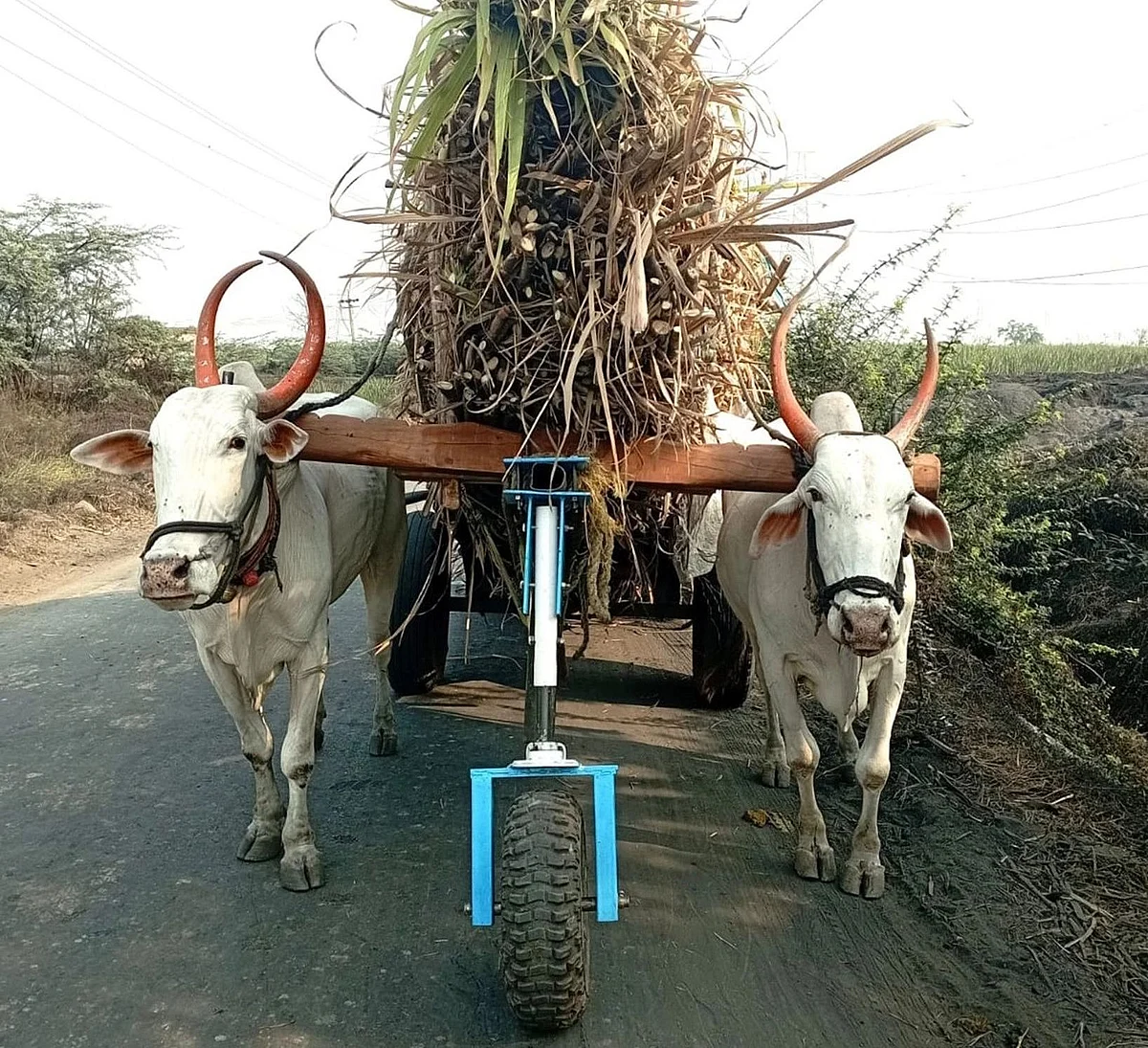 கரும்பு லோடு ஏற்றிய வண்டியில் பொருத்தப்பட்டுள்ள சாரதி