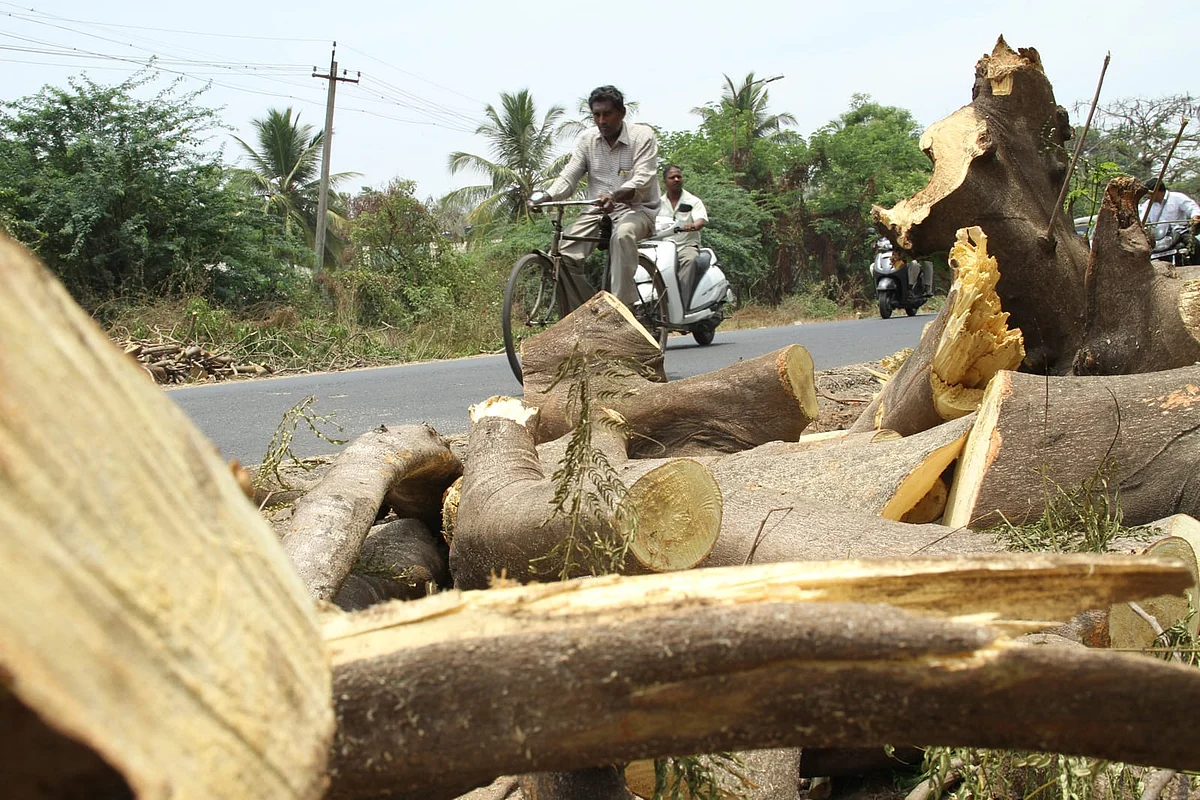 2012ம் ஆண்டு வெட்டப்பட்ட மரங்கள்