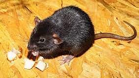 Rat