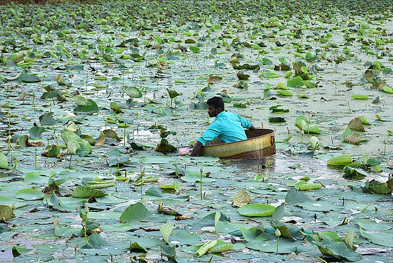 தாமரைப் பூ அறுவடை