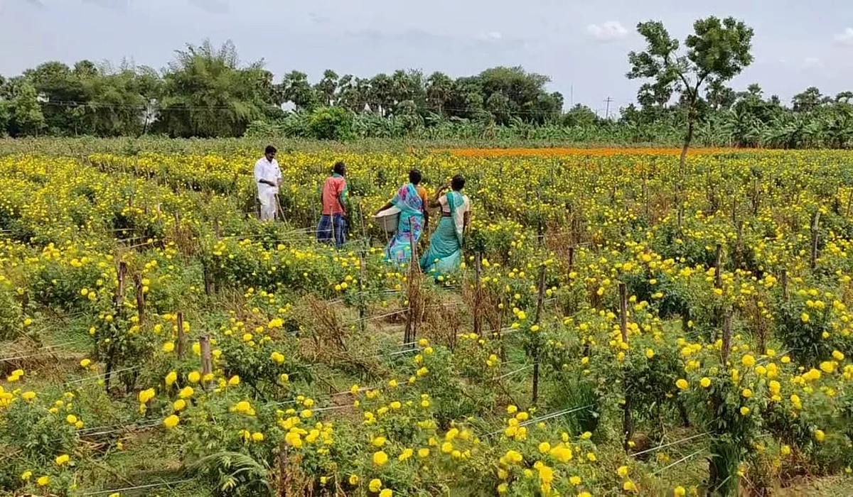சாமந்திப்பூ
