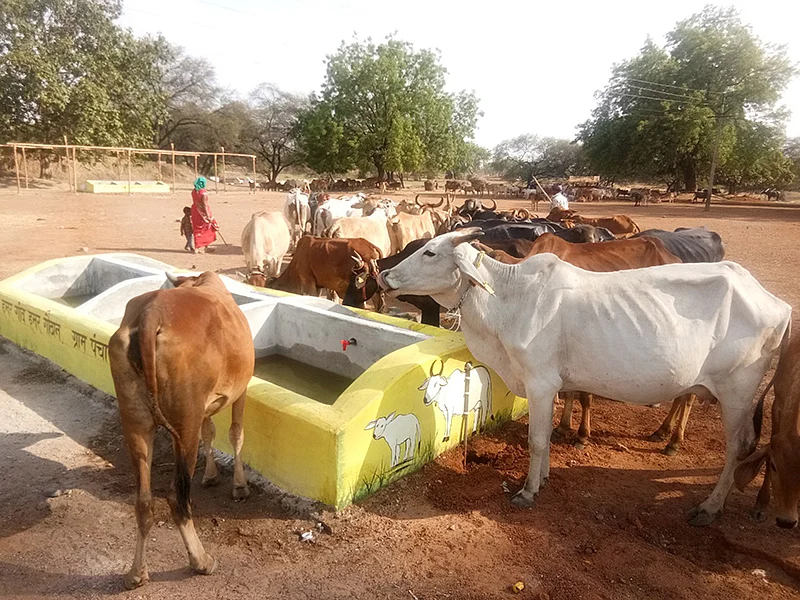 மாடு பராமரிப்பு மையம்