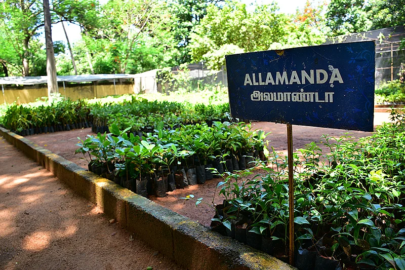 நாற்றுகள்