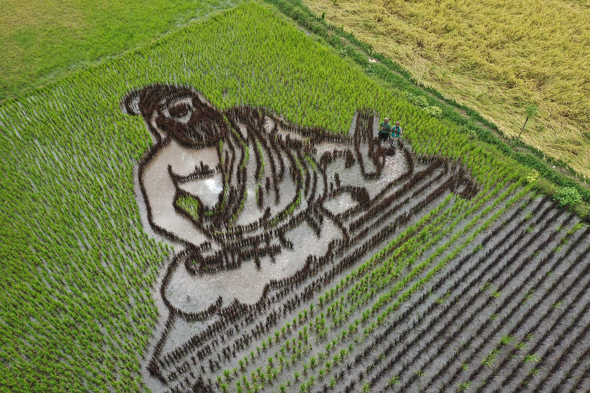 வயலில் திருவள்ளுவர் உருவம்