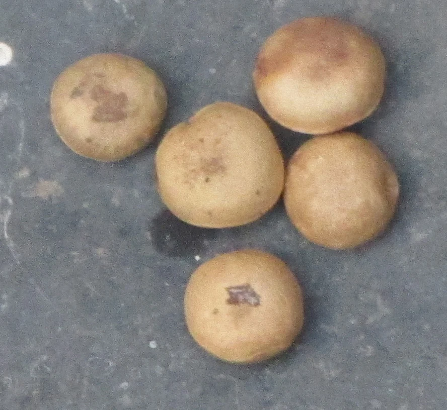தேற்றான் கொட்டை