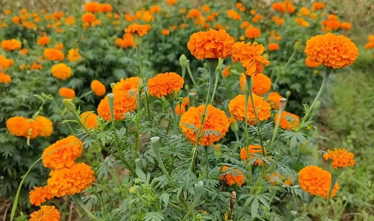செண்டுமல்லி