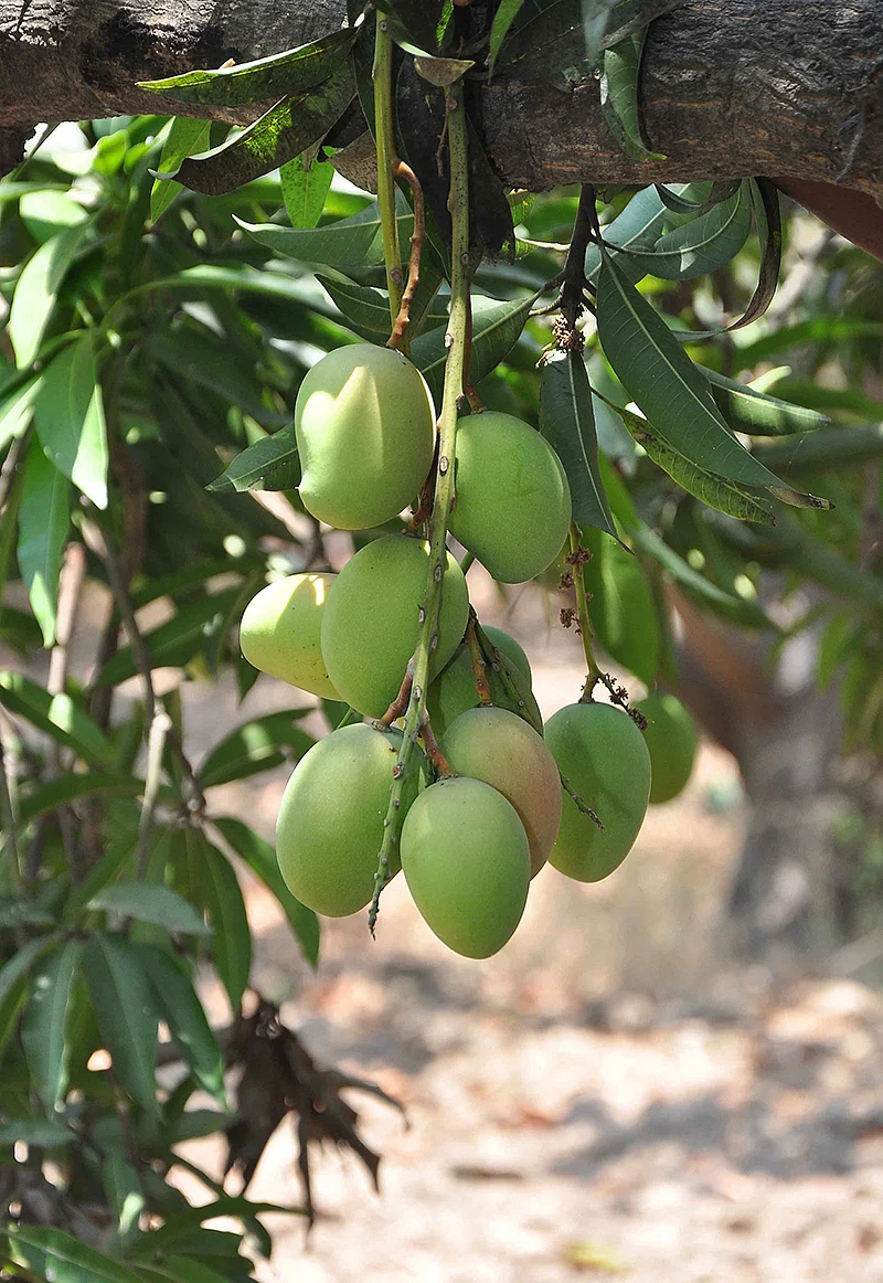 மா