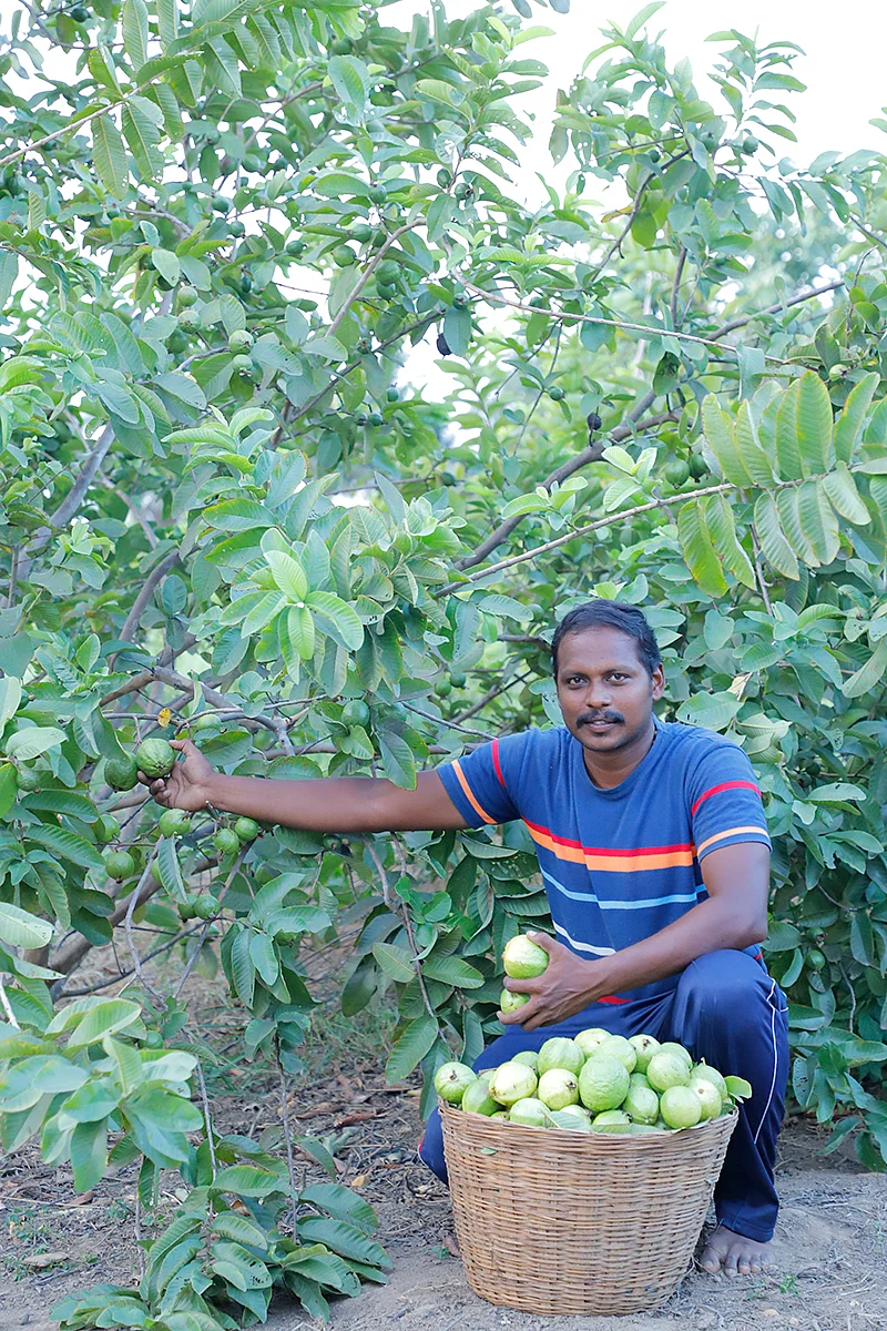 கொய்யாவுடன் இனிகோ