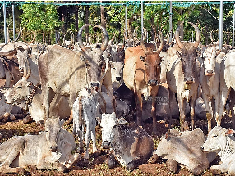 8,000 கிடை மாடுகள்... 1,000 ஏக்கர் விளைநிலங்கள்... 50 நாள்களில் வளப்படுத்த பிரமாண்ட ஏற்பாடு!