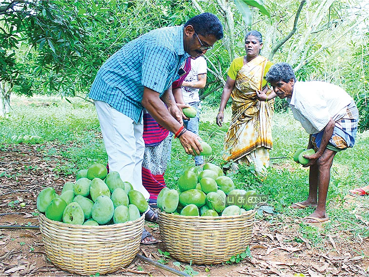 மா, நெல்லி... நாலரை ஏக்கர்... ஆண்டுக்கு ரூ. 3,43,000... மகத்தான லாபம் தரும் மழைநீர் சேகரிப்பு!