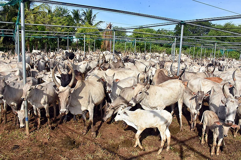 கிடை மாடுகள்