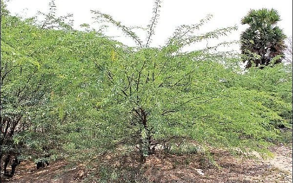 ‘சீமைக்கருவேல மரங்கள்