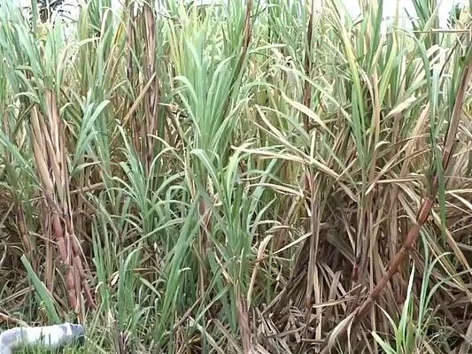 தென்காசி: வயலில் காய்ந்து போகும் கரும்பு.. வெட்டுக் கூலிக்கு லஞ்சம்..!