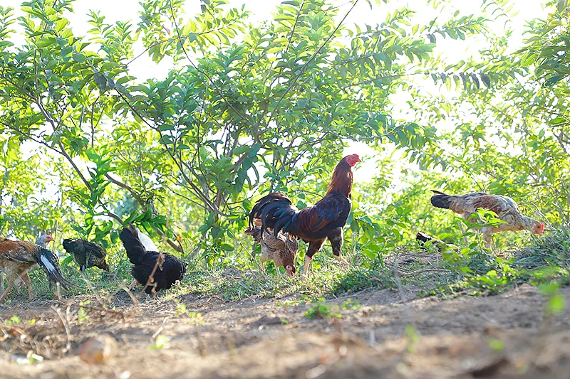 கோழிகள்