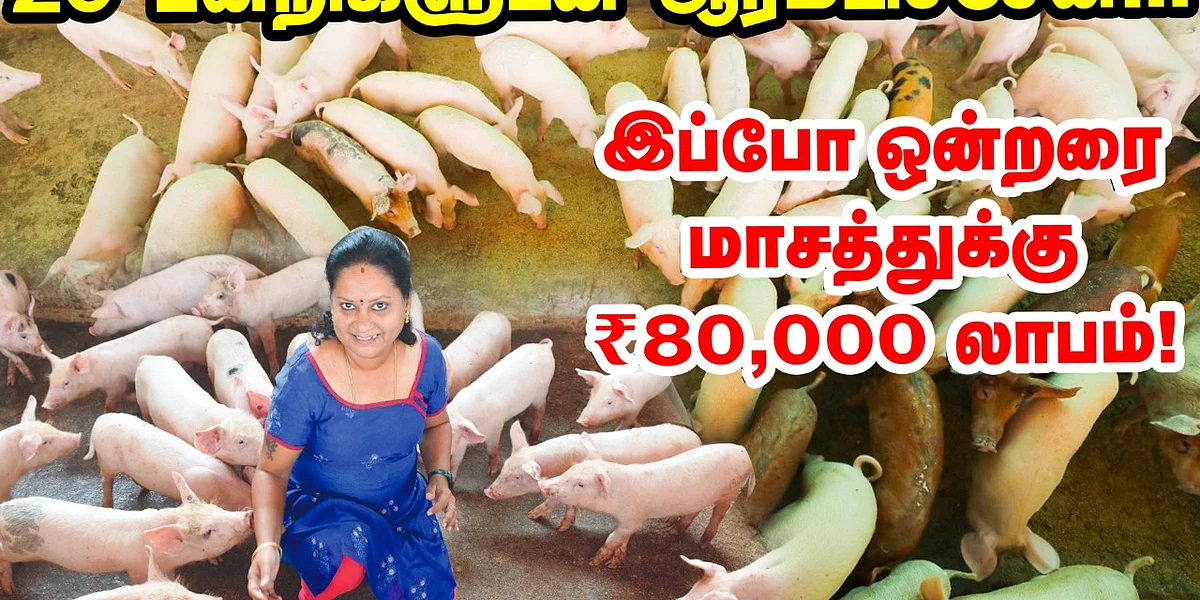 பன்றி வளர்ப்பு