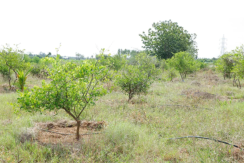 எலுமிச்சை