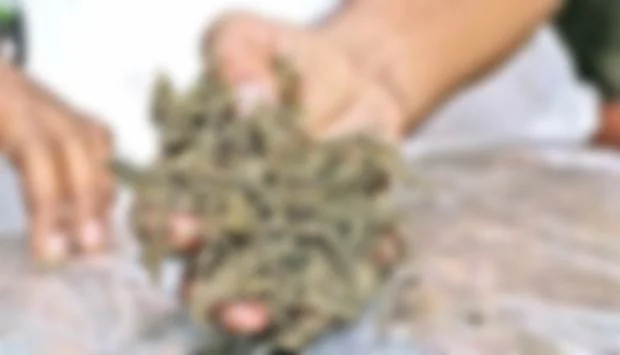 கஞ்சா