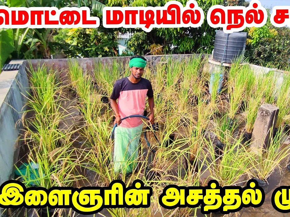 மொட்டைமாடியில் நெல் சாகுபடி செய்து அசத்தும் இளைஞர்!|Paddy cultivation in terrace