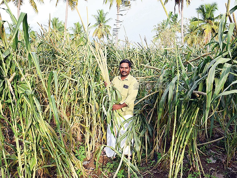 20 சென்ட், ரூ.60,000... கலக்கல் வருமானம் கொடுக்கும் ராஜஸ்தான் கம்பு!