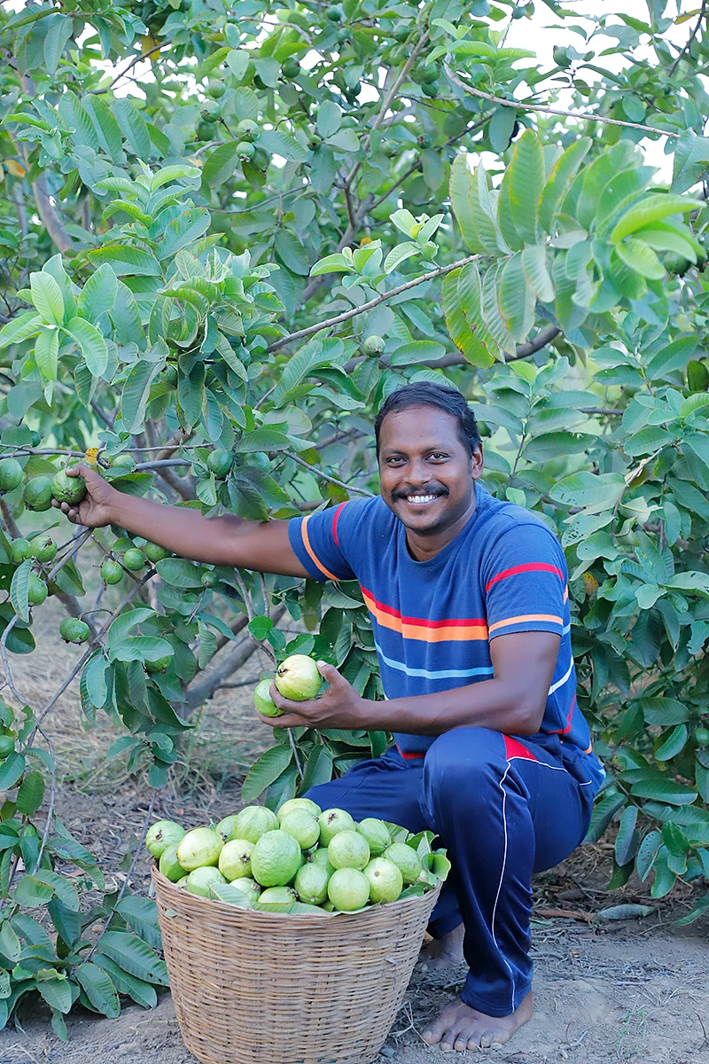 கொய்யாவுடன் இனிகோ