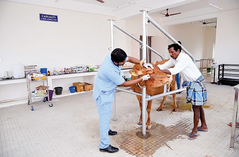 கால்நடைப் பூங்காவில்