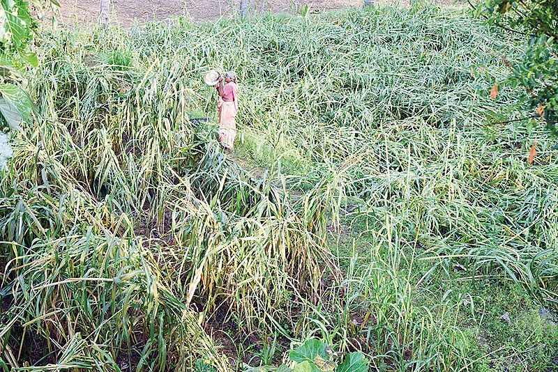 கம்பு வயல்