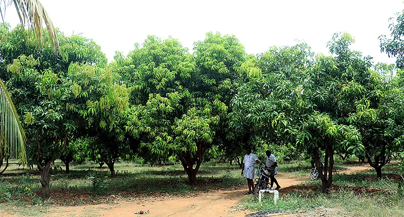 பஞ்சாபியரின் மாந்தோட்டம்