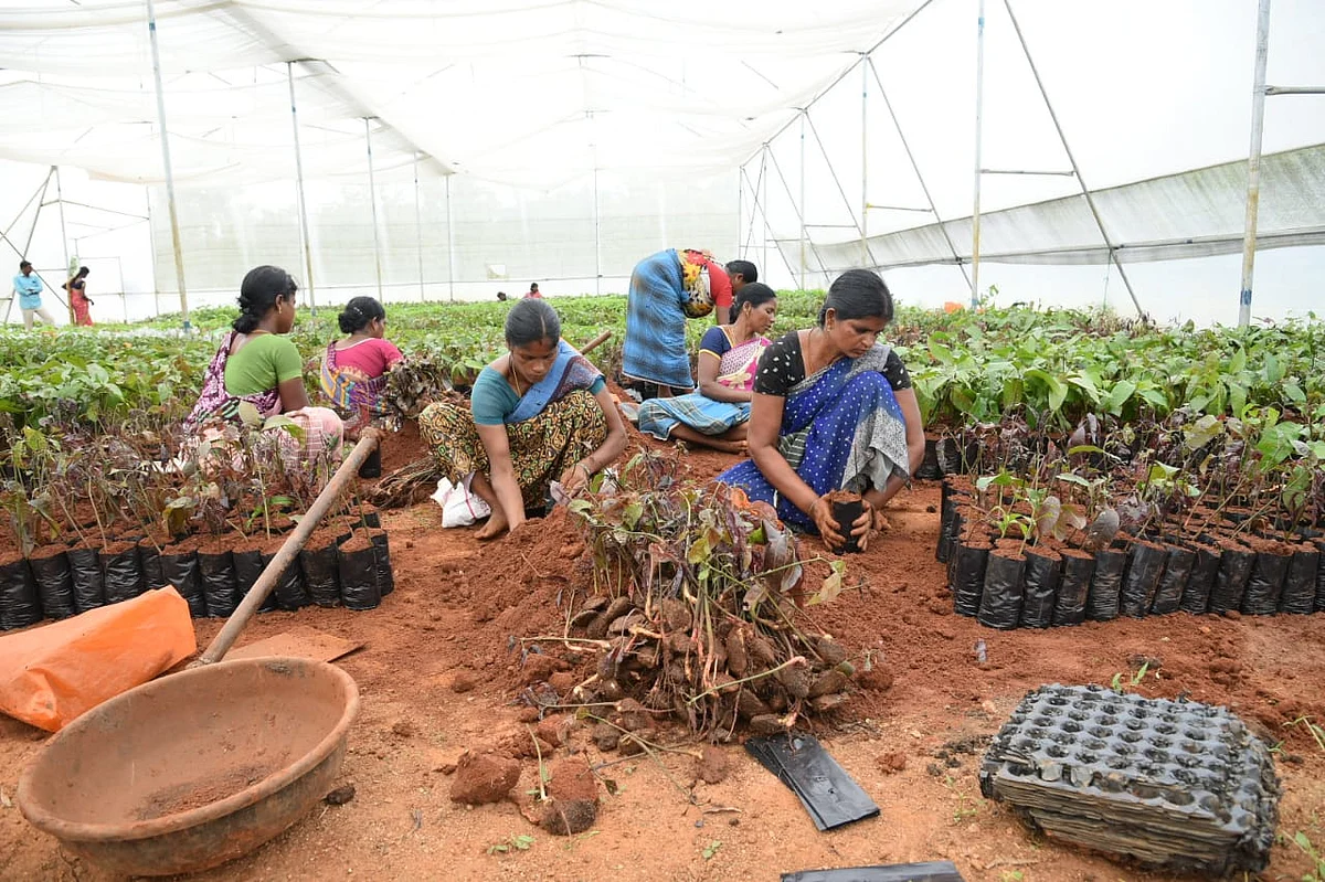 மா பண்ணை