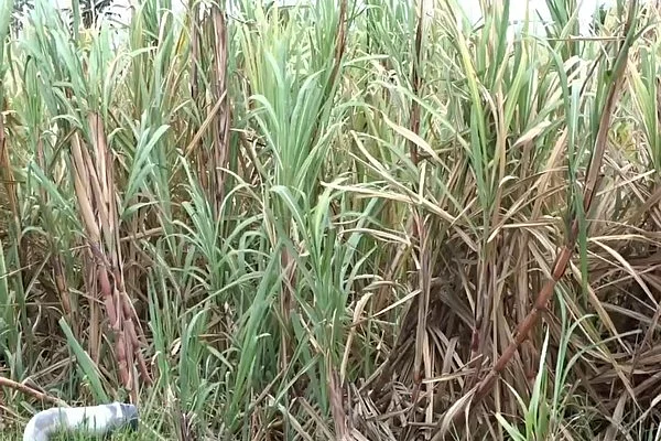 அறுவடைக்குத் தயாராக உள்ள கரும்புத் தோட்டம்