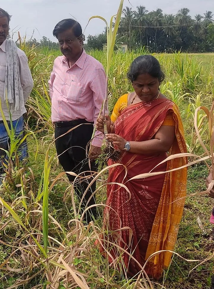 ஆய்வு
