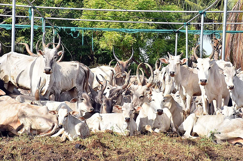 கிடை மாடுகள்