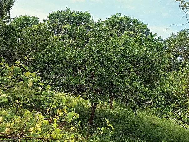 காய்ந்து போகும் சாத்துக்குடி, எலுமிச்சை... என்னதான் தீர்வு?