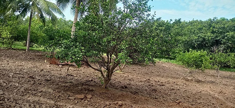 சாத்துக்குடி