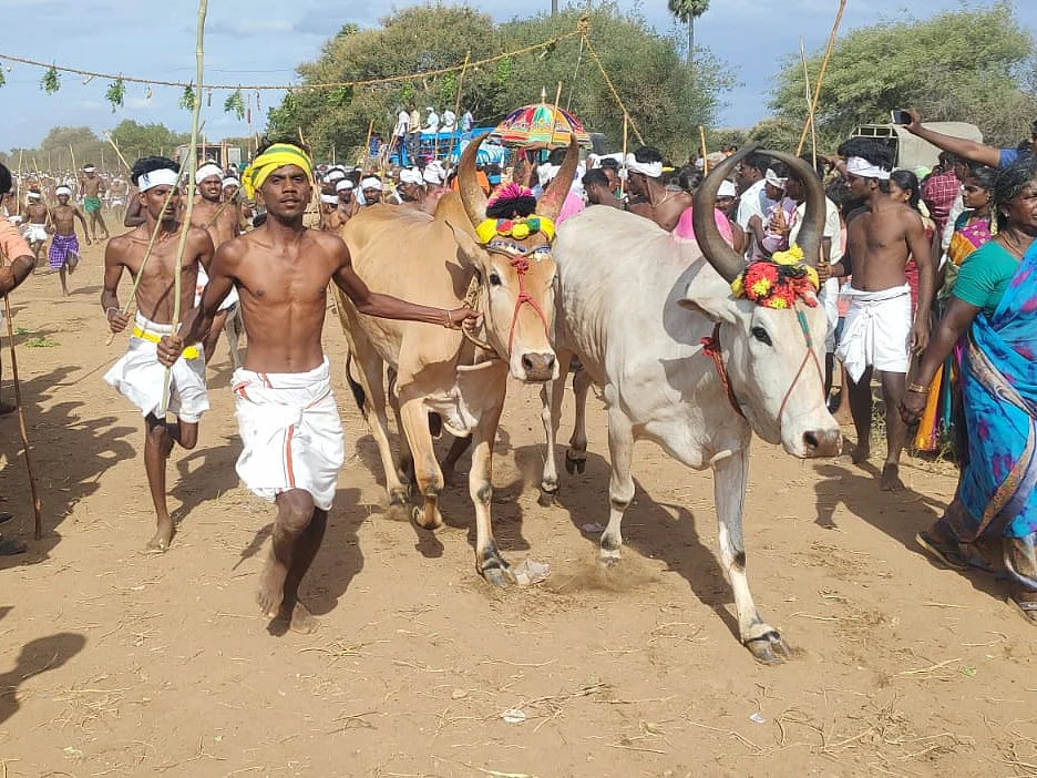 700 காளைகள்; 5,000 பக்தர்கள்; மூக்கணாங்குறிச்சி மாடு மாலை தாண்டும் திருவிழா!