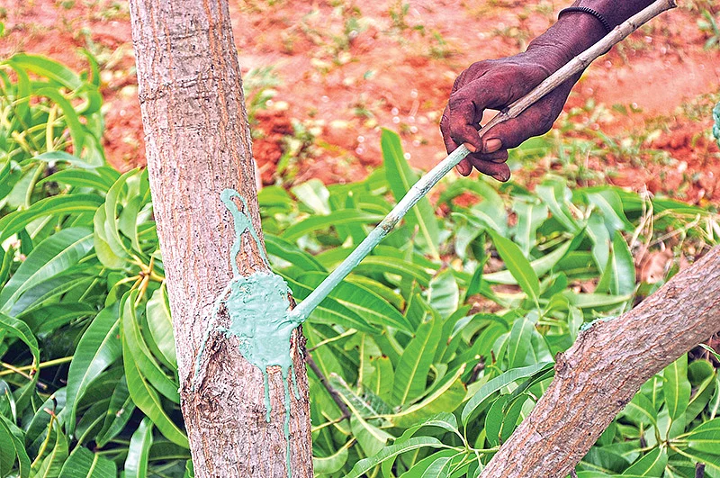 மா கவாத்து