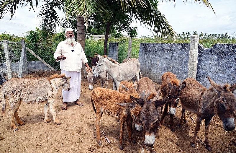 கழுதைகளுடன்