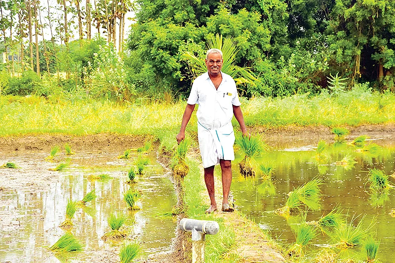 நடவு பணியில்