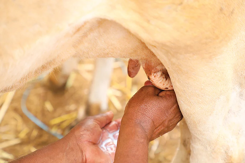 பால் சுரப்பு