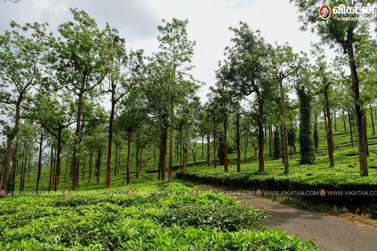 Tea plantation