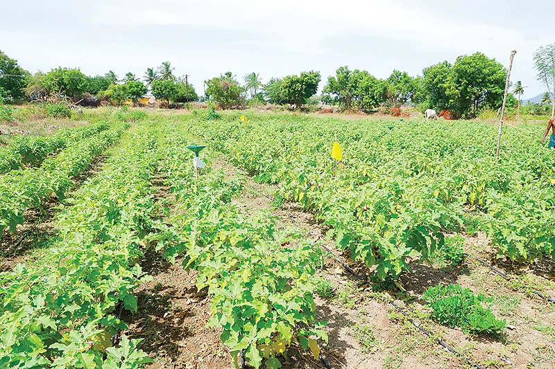 கத்திரி வயல்