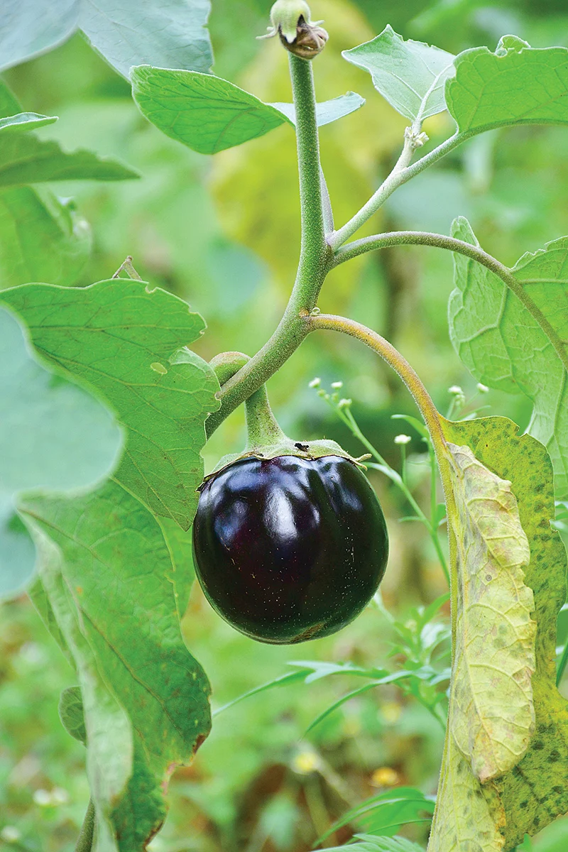 கத்திரிக்காய்