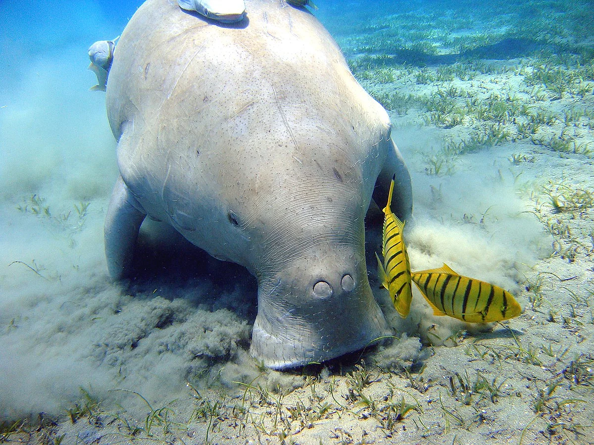 ஆவுளியா (Dugong)