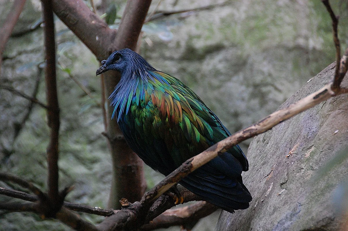 நிகோபார் புறா (Nicobar Pigeon)