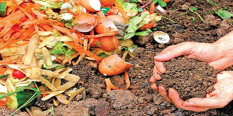 வீட்டுத்தோட்டம்... ஆரம்பிக்கலாங்களா? - விதை முதல் பராமரிப்பு வரை கம்ப்ளீட் கைடு