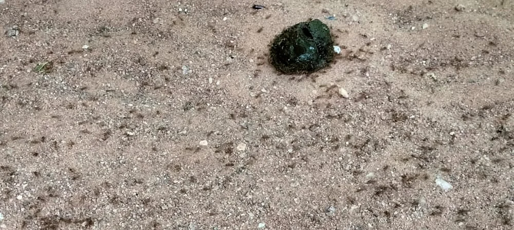 எறும்புகள்